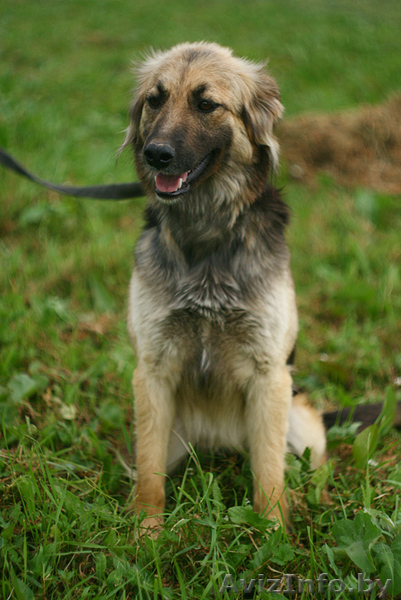 Молодая овчаристая собака Мона в дар! - Изображение #3, Объявление #1036303