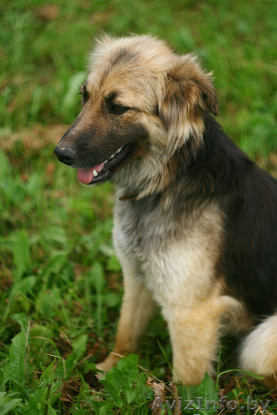 Молодая овчаристая собака Мона в дар! - Изображение #4, Объявление #1036303