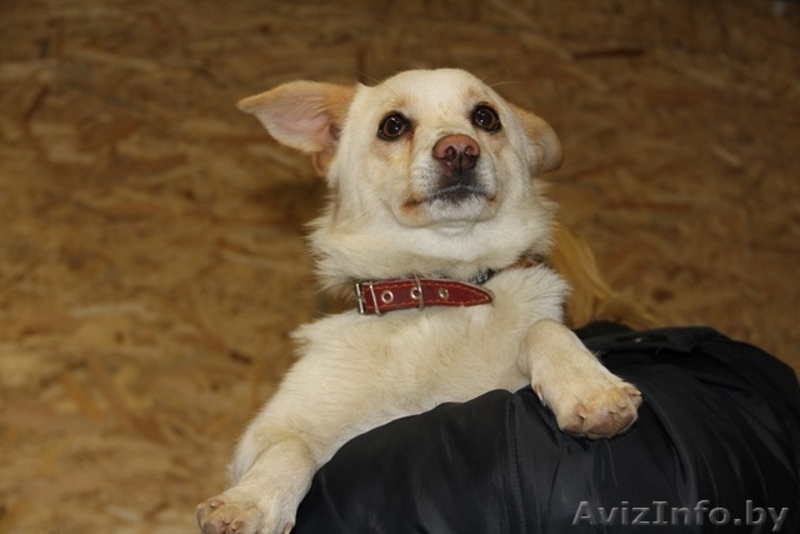 Обаятельный малыш в дар - Изображение #4, Объявление #1046544