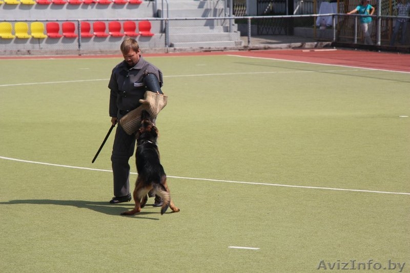 Кобель для вязки - Изображение #8, Объявление #862737