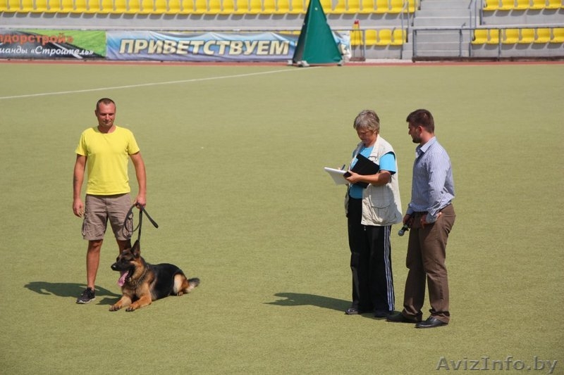 Кобель для вязки - Изображение #9, Объявление #862737