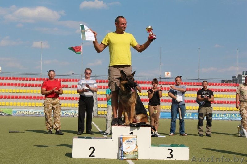 Кобель для вязки - Изображение #10, Объявление #862737