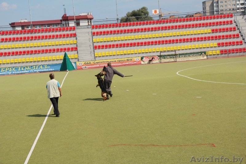 Кобель для вязки - Изображение #6, Объявление #862737