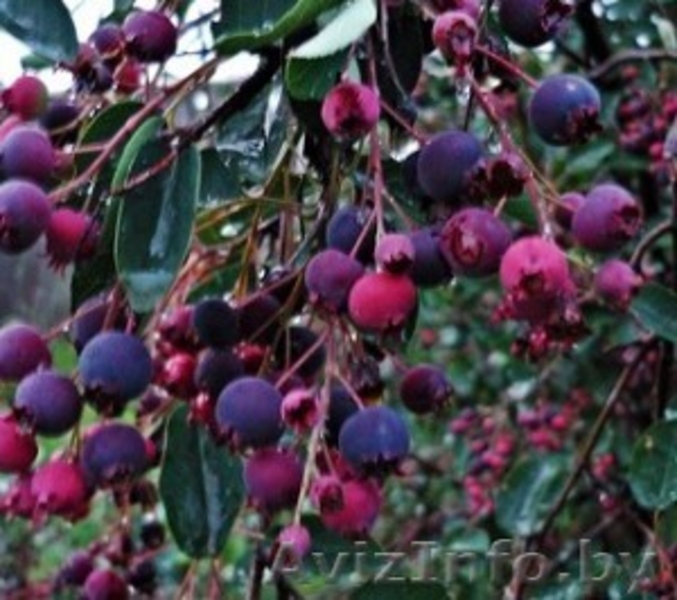 Жимолость садовая, Ирга канадская - Изображение #8, Объявление #1031219