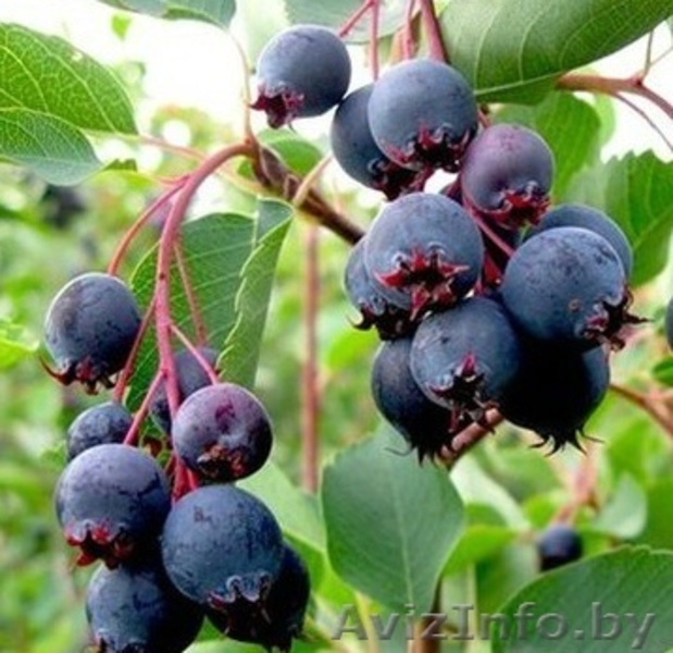 Жимолость садовая, Ирга канадская - Изображение #9, Объявление #1031219