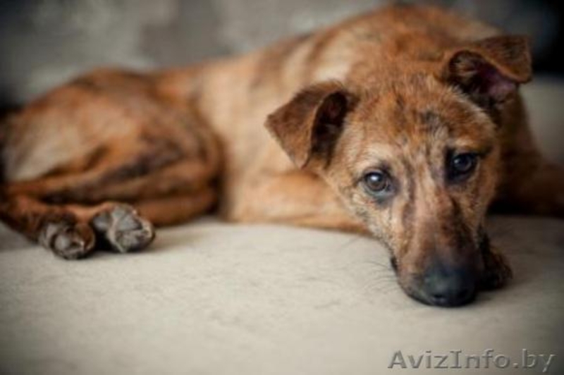 Гаврюша милый щенок в дар - Изображение #2, Объявление #1042302