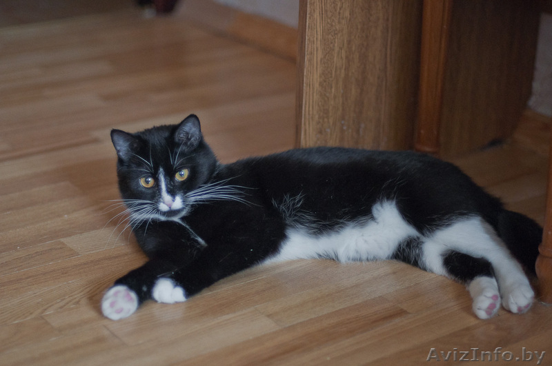 Капочка - розовый нос в добрые руки - Изображение #5, Объявление #1042309