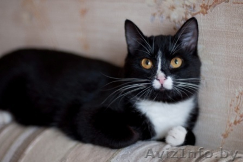 Капочка - розовый нос в добрые руки - Изображение #2, Объявление #1042309