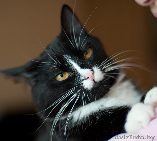 Капочка - розовый нос в добрые руки - Изображение #6, Объявление #1042309