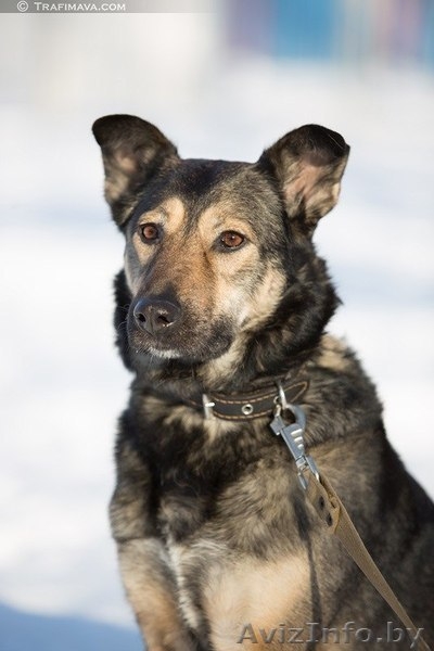 Аста - великолепная собака в дар - Изображение #1, Объявление #1031398