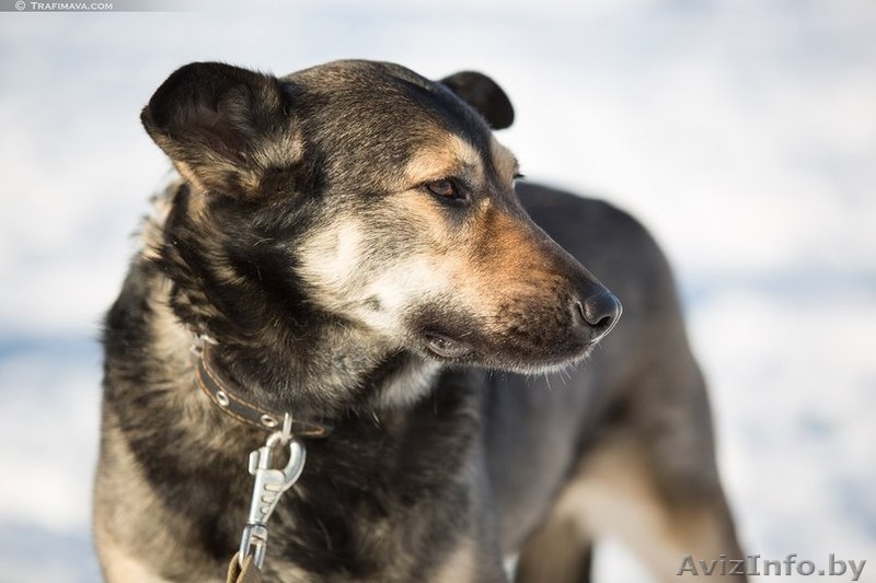 Аста - великолепная собака в дар - Изображение #2, Объявление #1031398