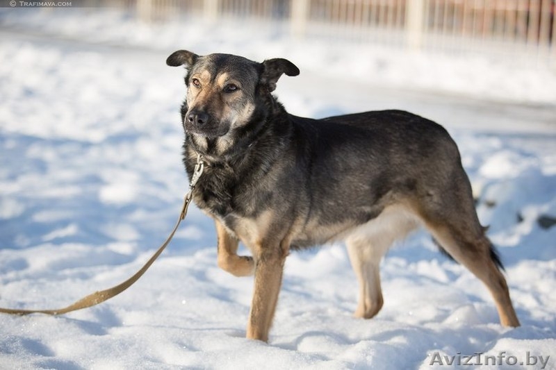 Аста - великолепная собака в дар - Изображение #3, Объявление #1031398