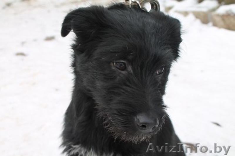 Щенулька в дар. Дарим счастье) - Изображение #1, Объявление #1048285