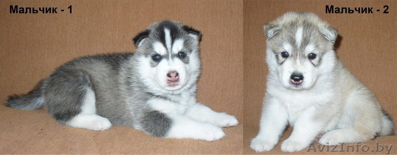 Сибирский Хаски Щенки - Изображение #1, Объявление #1040181