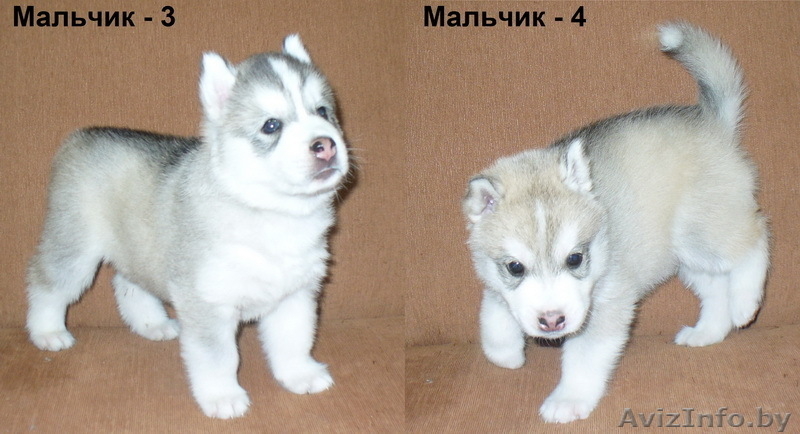 Сибирский Хаски Щенки - Изображение #2, Объявление #1040181