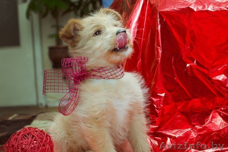 Щеночек Атос в дар!!! - Изображение #1, Объявление #1031733