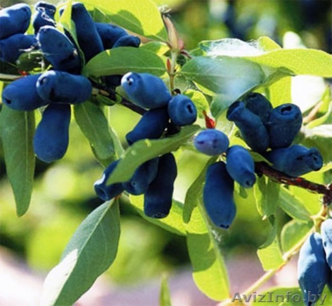 Жимолость садовая, Ирга канадская - Изображение #4, Объявление #1031219