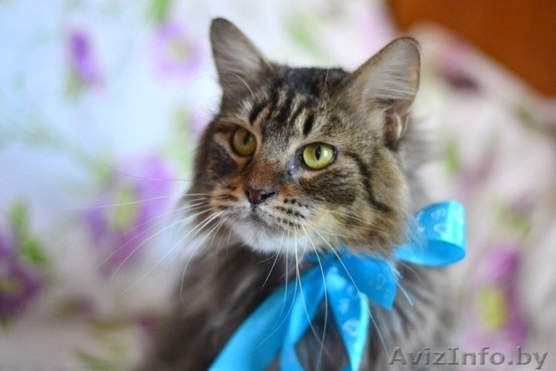 Шикарный молодой кот Феликс вдар!(кастрирован) - Изображение #2, Объявление #1044543