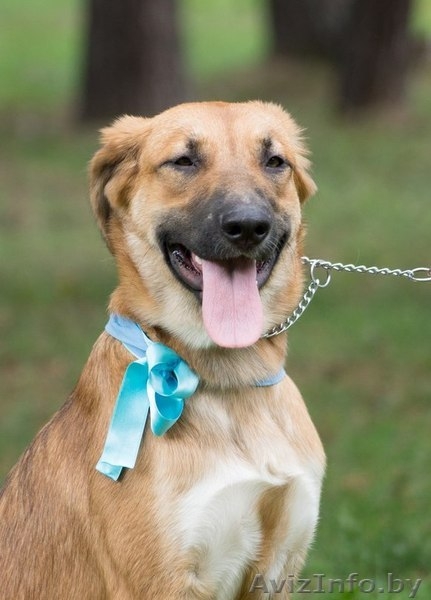 Топси - замечательная собака в дар - Изображение #1, Объявление #1031396