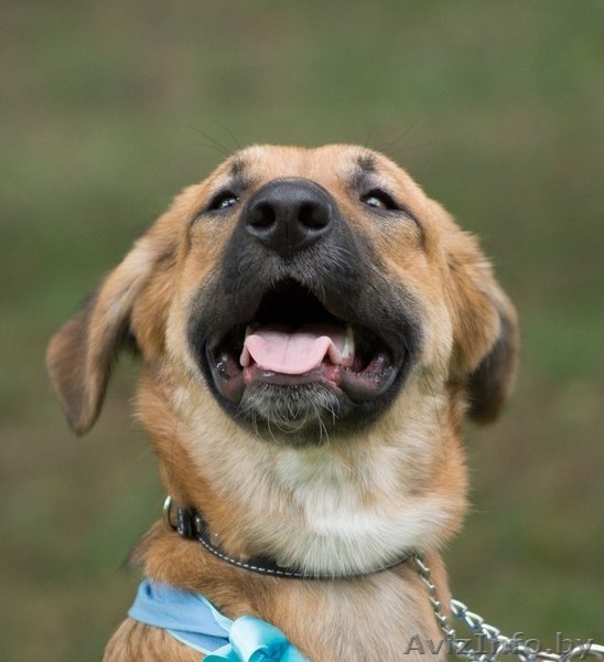 Топси - замечательная собака в дар - Изображение #2, Объявление #1031396