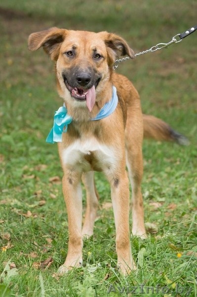 Топси - замечательная собака в дар - Изображение #3, Объявление #1031396