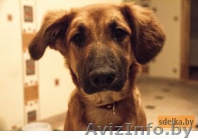 Топси - самая добрая собака в дар! - Изображение #3, Объявление #1043401