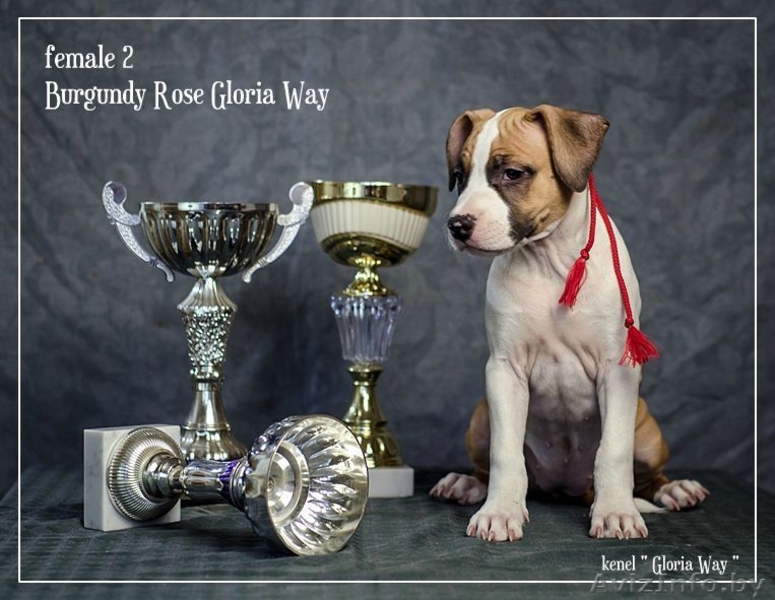 Американского Стаффордширского Терьера Девочки  - Изображение #2, Объявление #1046911