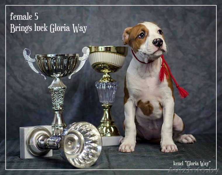 Американского Стаффордширского Терьера Девочки  - Изображение #3, Объявление #1046911