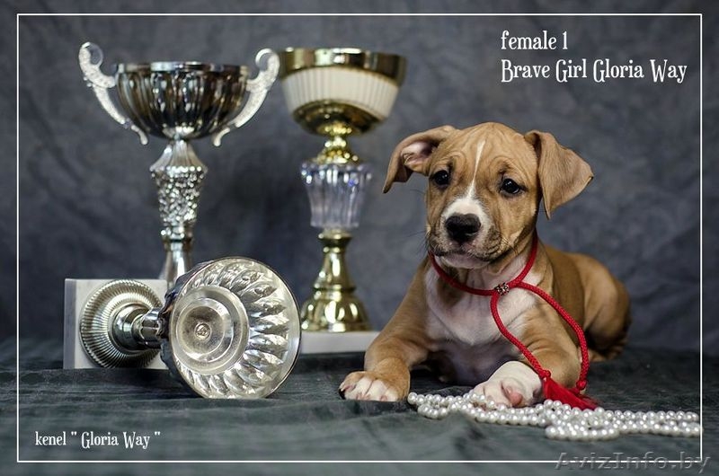 Американского Стаффордширского Терьера Девочки  - Изображение #4, Объявление #1046911