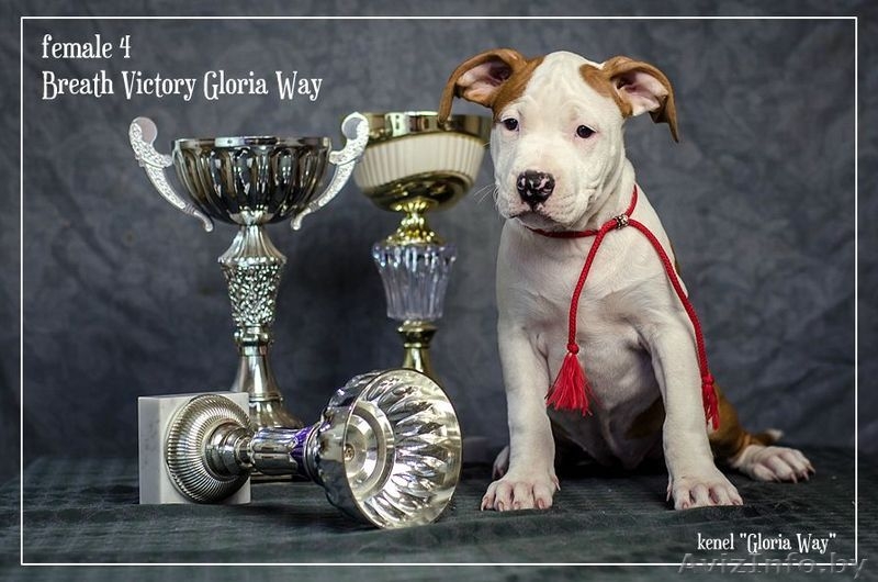 Американского Стаффордширского Терьера Девочки  - Изображение #6, Объявление #1046911