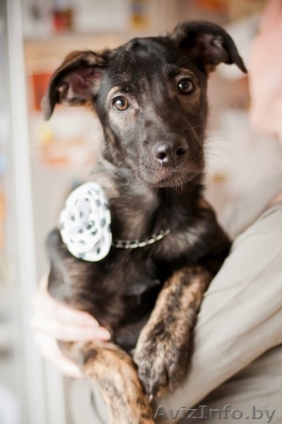 Зара - чудесный щенок девочка в дар - Изображение #1, Объявление #1042311