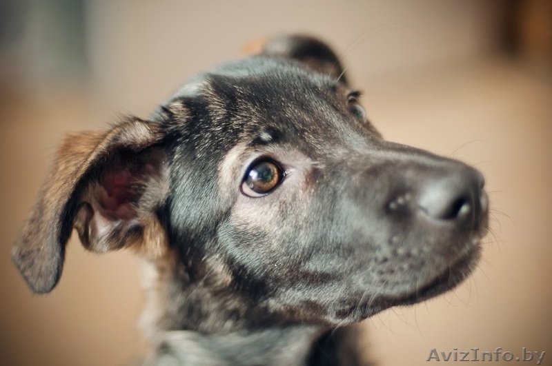 Зара - чудесный щенок девочка в дар - Изображение #3, Объявление #1042311