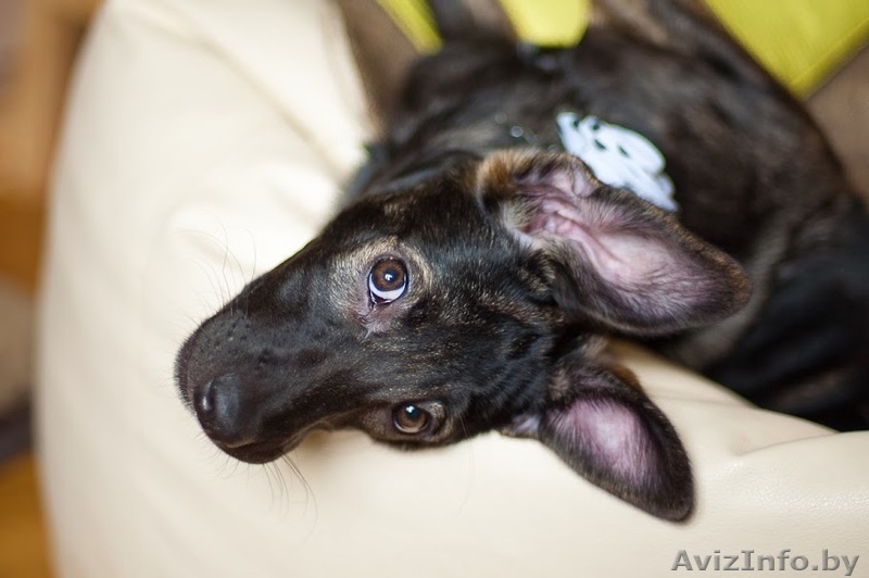 Зарина - чудесный щенок девочка в дар - Изображение #1, Объявление #1042314