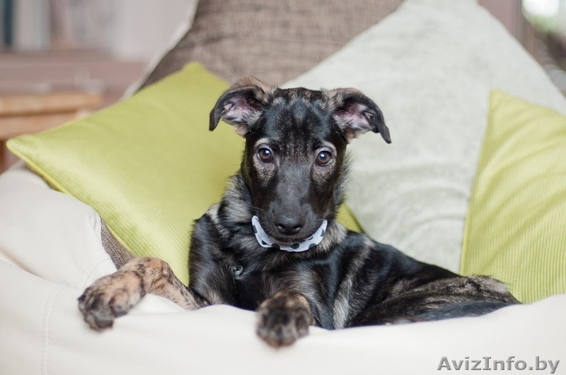 Зара - чудесный щенок девочка в дар - Изображение #6, Объявление #1042311