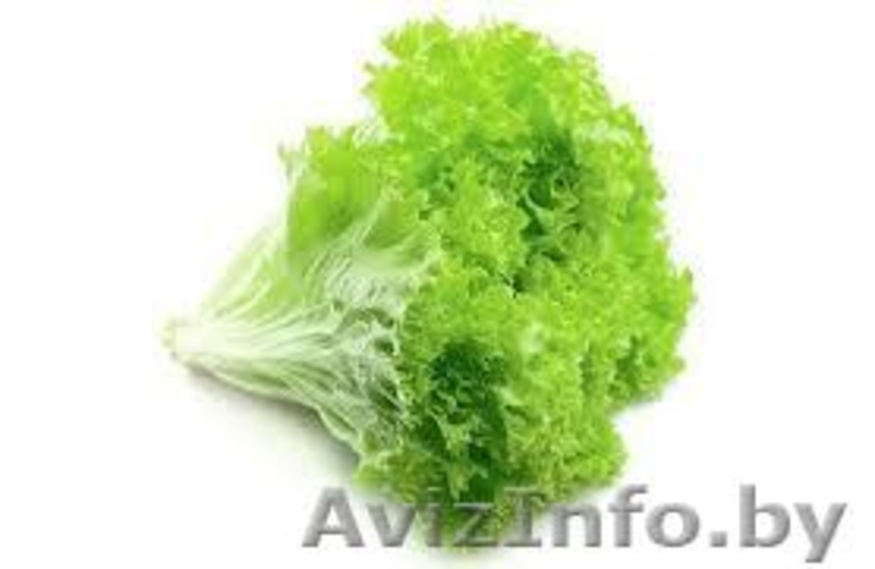 ЧПТУП "Свежая зелень" - Изображение #5, Объявление #1065320