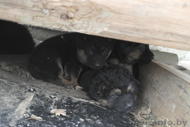 В дар щенки немецкой овчарки 2 мес - Изображение #5, Объявление #1056013