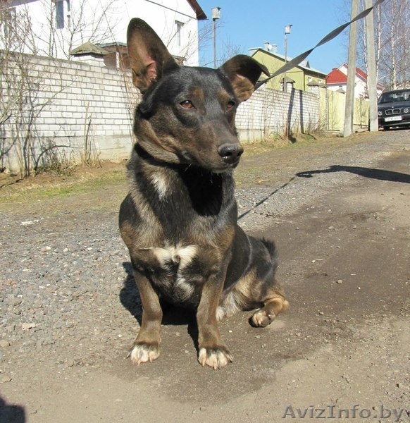 Чак! Замечательный пес в дар! - Изображение #1, Объявление #1057849