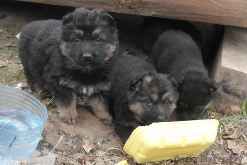 В дар щенки немецкой овчарки 2 мес - Изображение #3, Объявление #1056013