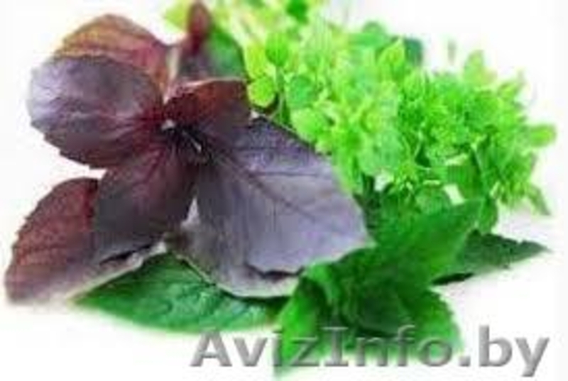 ЧПТУП "Свежая зелень" - Изображение #1, Объявление #1065320