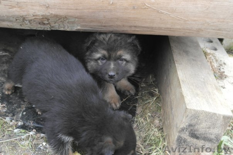 В дар щенки немецкой овчарки 2 мес - Изображение #1, Объявление #1056013
