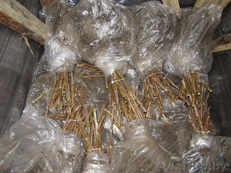 Рассада клубники и малины, голландские сорта  - Изображение #5, Объявление #1064703