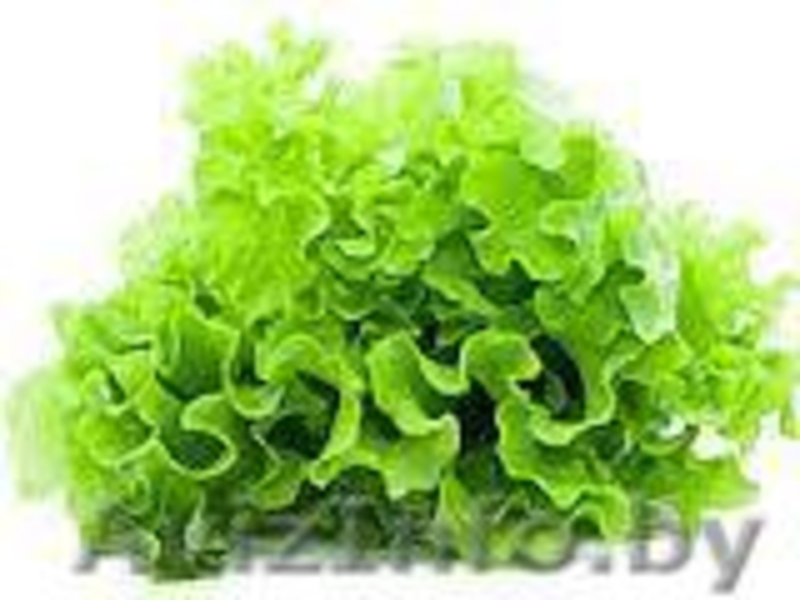 ЧПТУП "Свежая зелень" - Изображение #2, Объявление #1065320