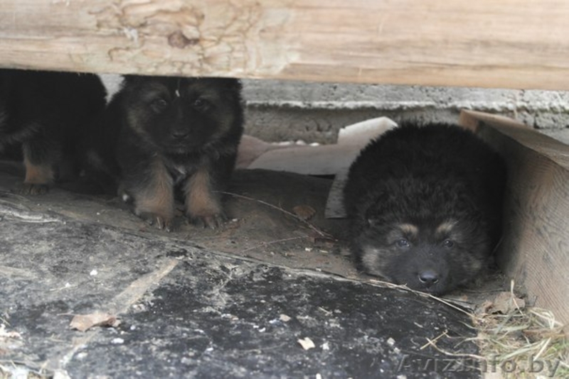 В дар щенки немецкой овчарки 2 мес - Изображение #2, Объявление #1056013