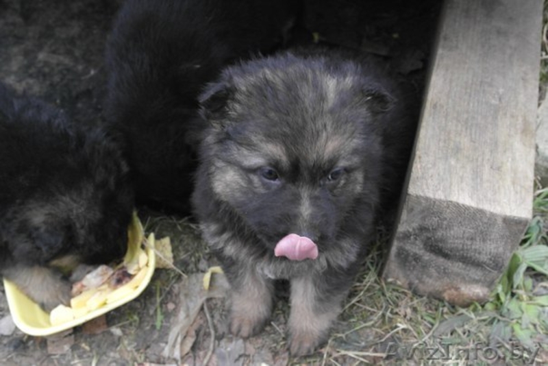 В дар щенки немецкой овчарки 2 мес - Изображение #4, Объявление #1056013