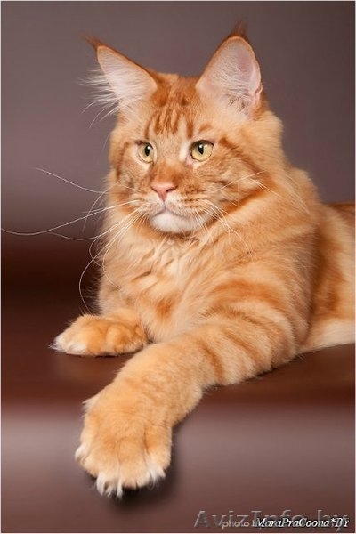 Мэйн Кун котята - Изображение #1, Объявление #423517