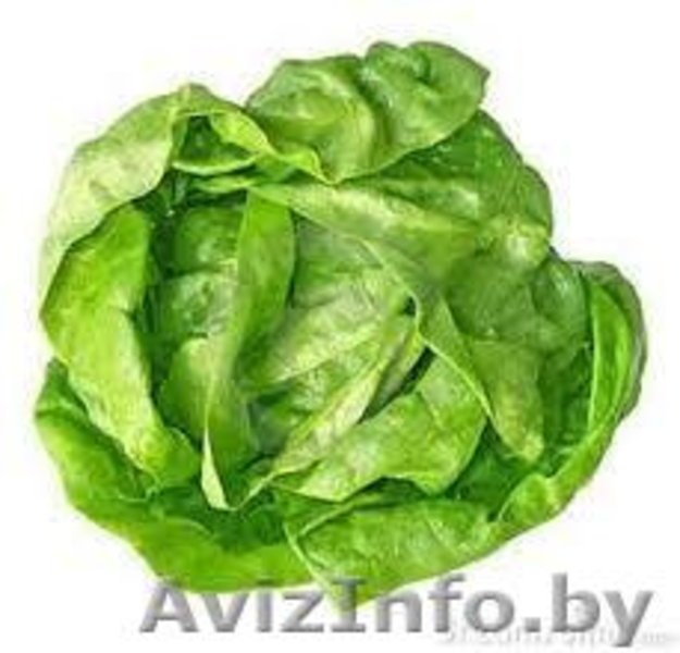 ЧПТУП "Свежая зелень" - Изображение #4, Объявление #1065320