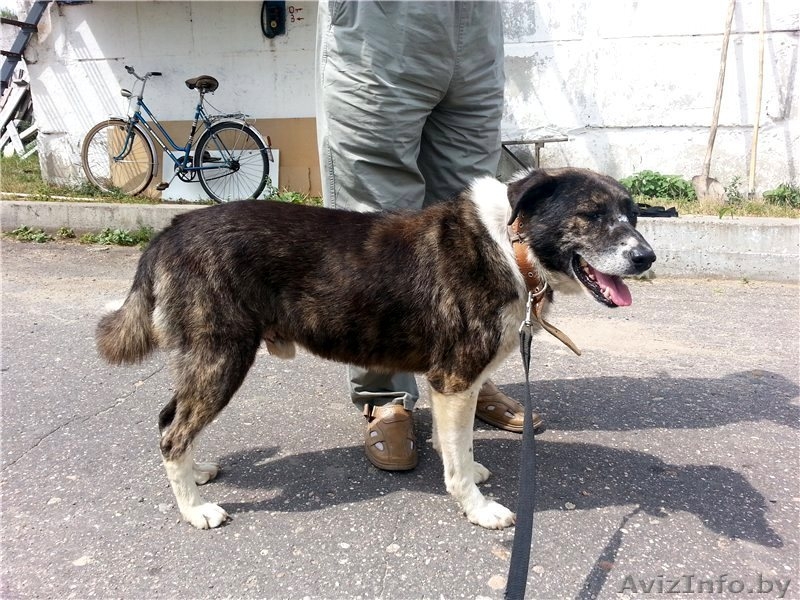 Молодой Боб в дар - Изображение #2, Объявление #1062050