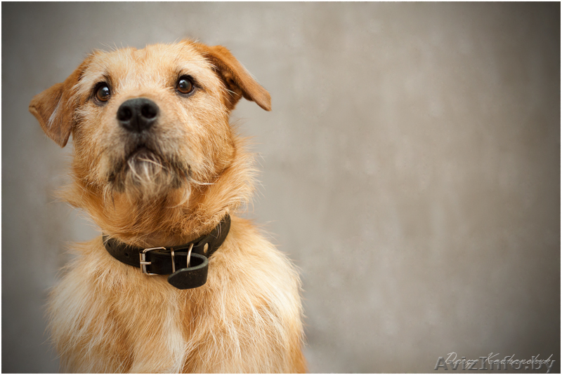 Рыжее счастье стучится в ваш дом - впустите его! - Изображение #2, Объявление #1063008