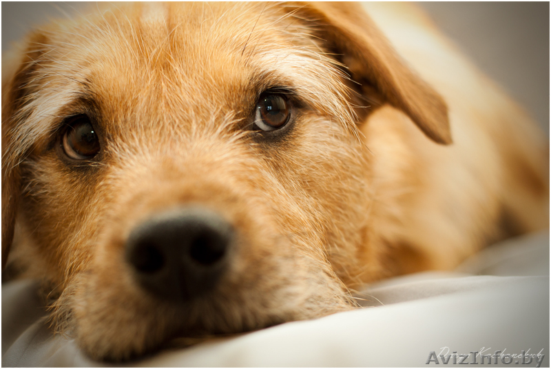 Молодой песик в дар - Изображение #2, Объявление #1062051