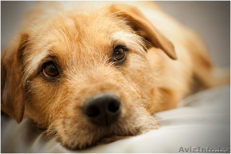 Рыжее счастье стучится в ваш дом - впустите его! - Изображение #4, Объявление #1063008